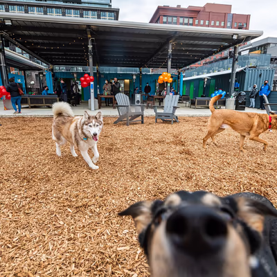 Neighbors Dog Park & Cafe